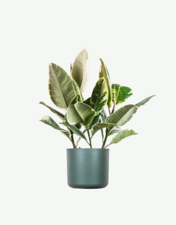 Calathea Beauty Star